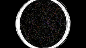 Faserbild nach der Analyse mit farblichem Overlay